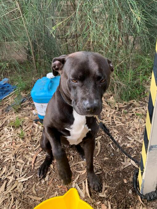 IN CUSTODY: Poochies frightened by the New Year's Eve fireworks have been roaming Eurobodalla Shire streets, including this male staffy. 