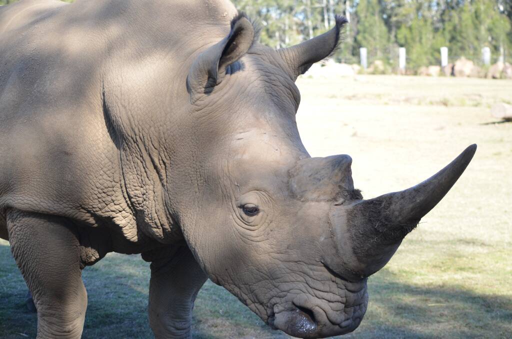REOPENING: Mogo Wildlife Park staff have faced a turbulent start to the year, but visitors now have a chance to see the park's animals, like Kai the rhino, again.