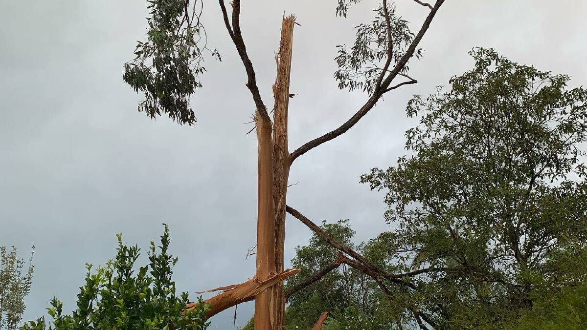 Batemans Bay SES remove a tree struck by lightning in Lilli Pilli. Picture: Batemans Bay SES.