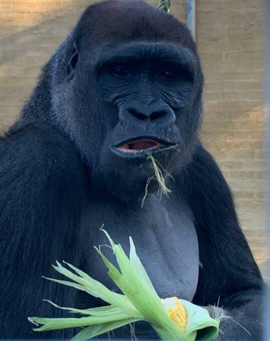 KING KISANE: The black-back western lowland gorilla loves all food but has recently taken to corn, sweet potato and porridge. Picture supplied by Mogo Zoo.