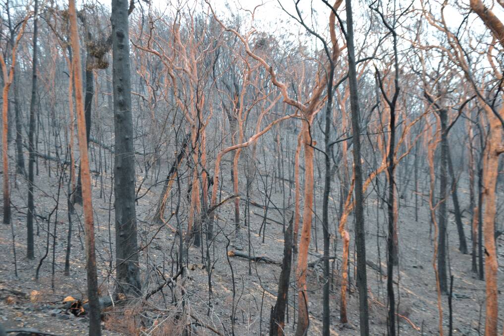 Nerrigundah bush after New Year's Eve fires came through. Image: Andrea Cantle