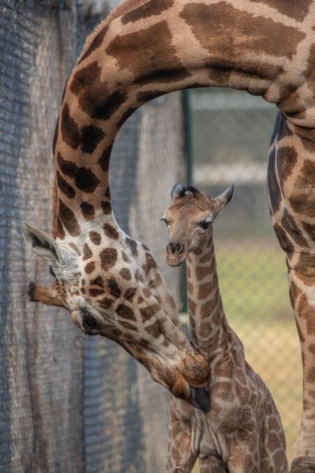 Mum Sharni with baby Karn, who was born in the early hours of June 27. Picture: Mogo Zoo.