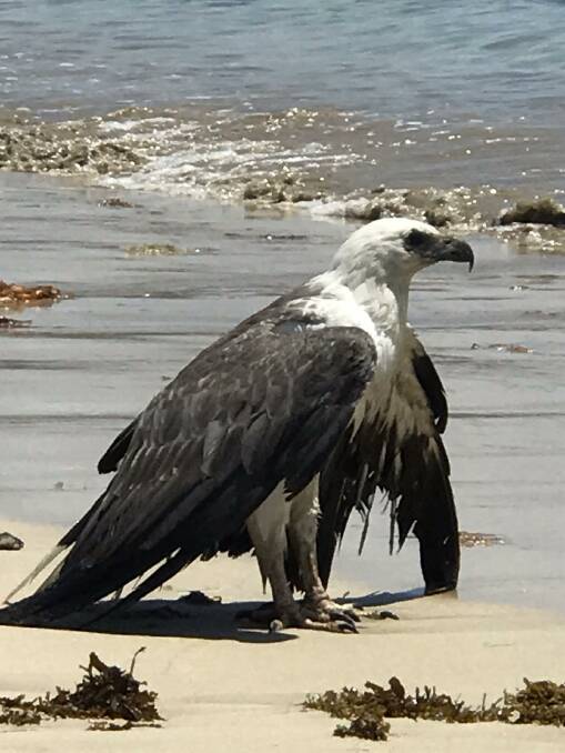 SEPARATED: An injured white-bellied sea eagle found at an off-leash dog beach at Broulee. Picture: Mid-South Coast WIRES.