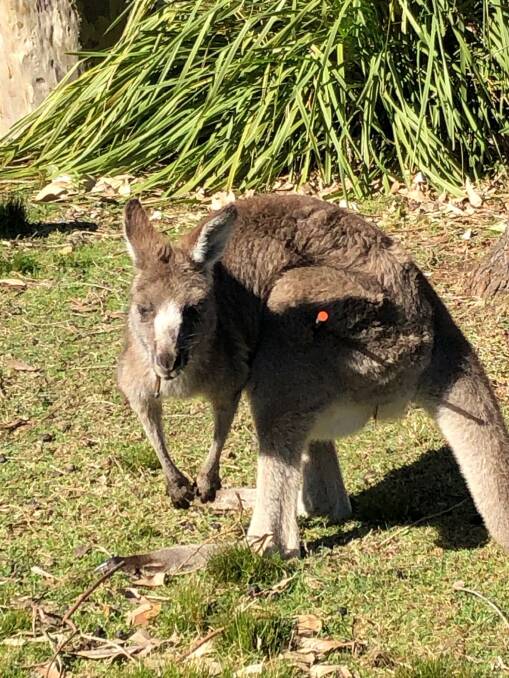 WIRES said the kangaroo was hooked in the mouth by a soft plastic lure. Picture: Tony de la Fosse