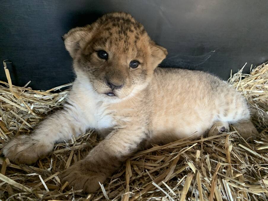 Chitwah's first cub, born on December 23 at Mogo Wildlife Park. Image: Supplied