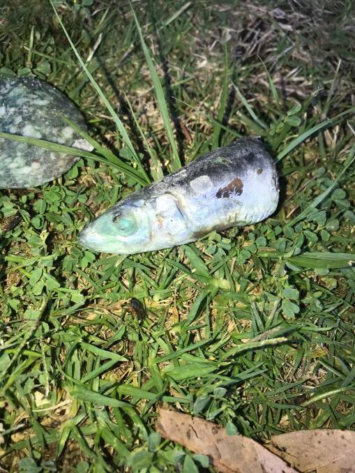 Police say dogs and cats have been baited using pilchards and salami with snail bait pellets pushed into them. Image: South Coast Police District
