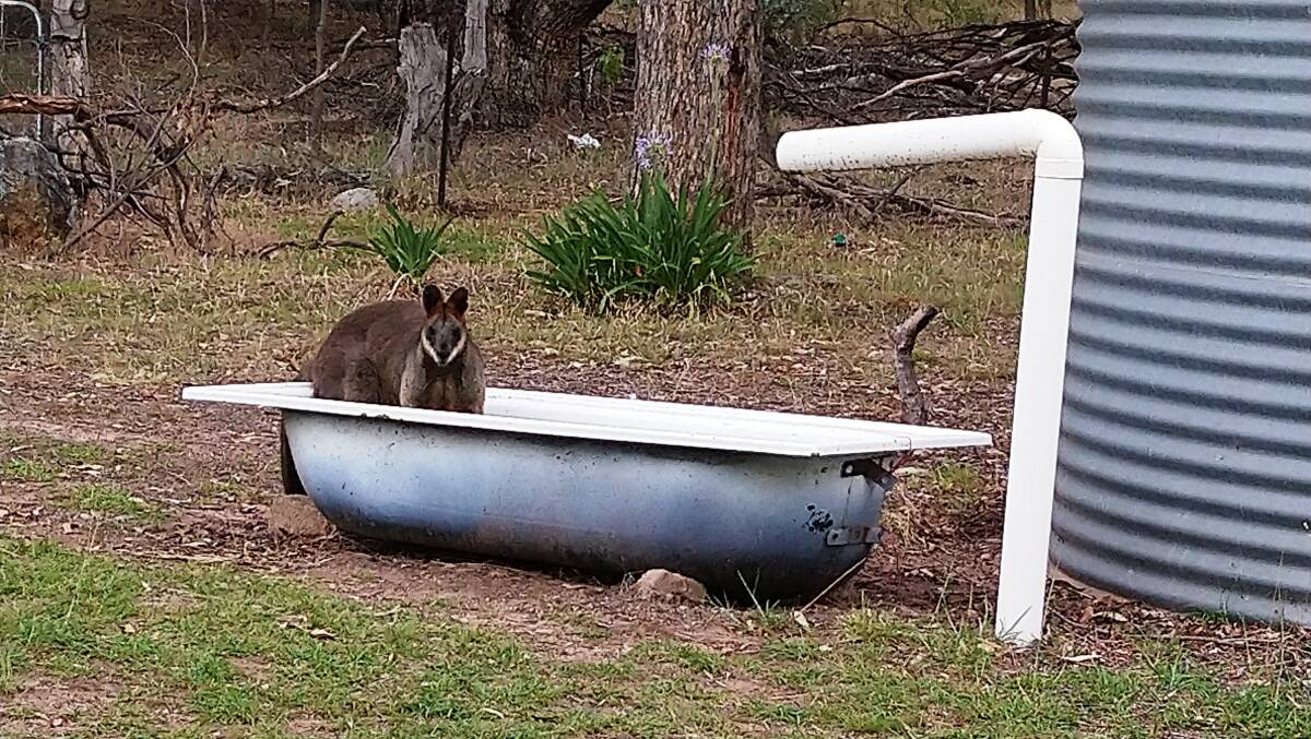 FUNDING: Thirsty wallabies will benefit from the WIRES Landcare Wildlife Relief and Recovery Grants. Photo: Paul Melville