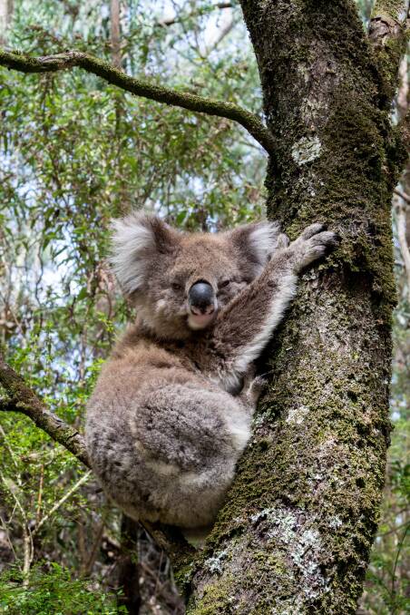 RESCUE: Blue Mountains Koala Project is one of a wide-range of eligible local Landcare environment networks and community groups across the country working on significant habitat restoration for vulnerable species. Photo: Cassie Lafferty