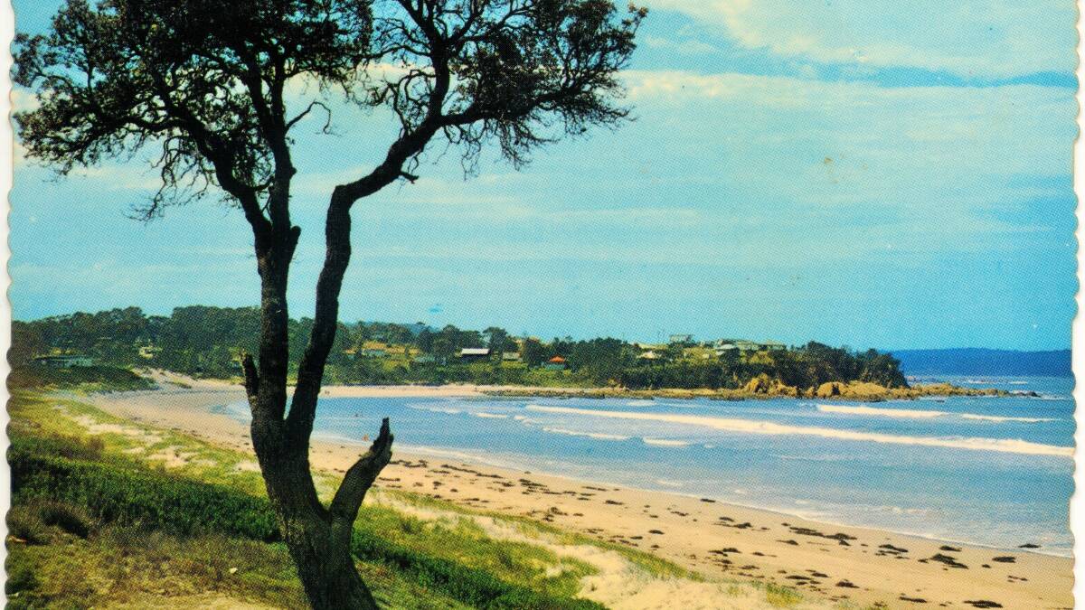 A 1966 postcard showing the "pipi tree".