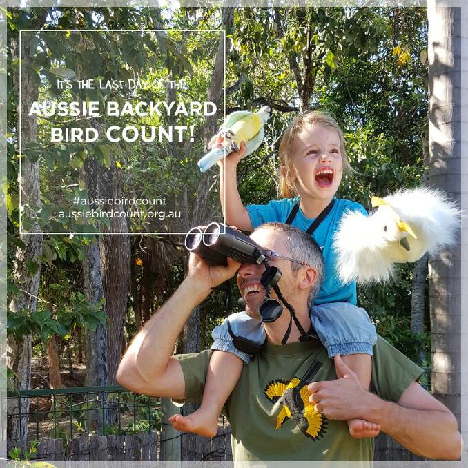Last day of the Aussie Backyard Bird Count 2016