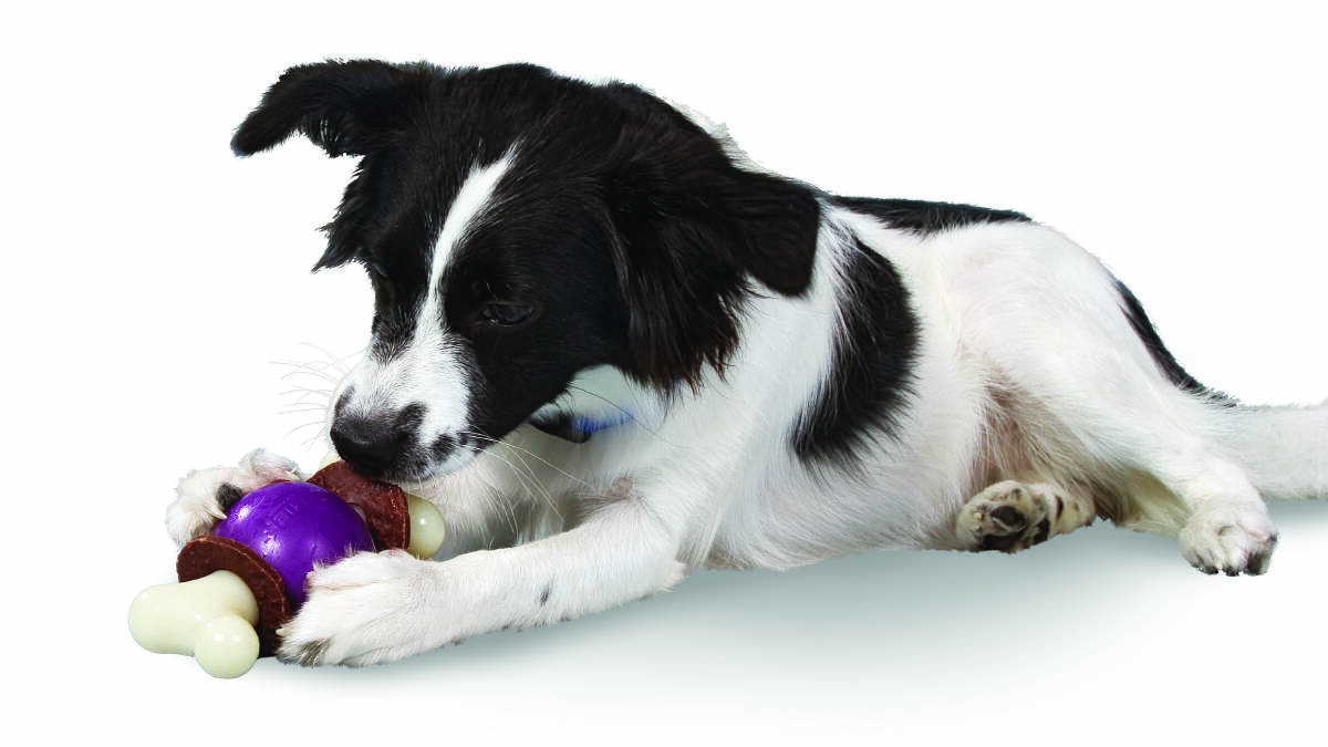 PetSafe's enrichment toys like this new Bouncy Bone are tough to survive some serious chewing. Picture supplied.