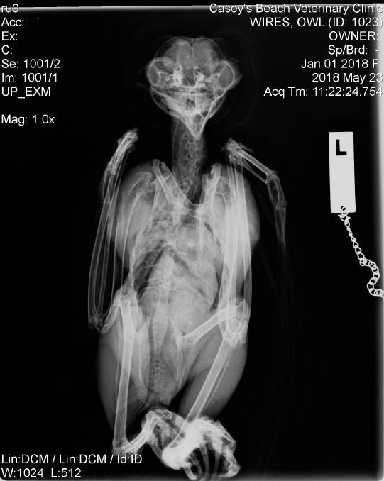 An X-Ray of the injured Masked Owl.