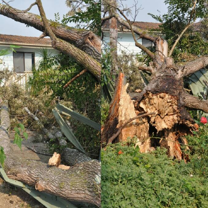 DESTRUCTION: Left, a tree in a Moruya yard smashed into a yard where children used to play. Right, the tree snapped from the base.