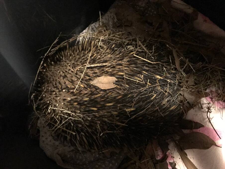 This prickly customer was hit by a car in Lilli Pilli, and is now with WIRES. Photo: Sandy Collins.