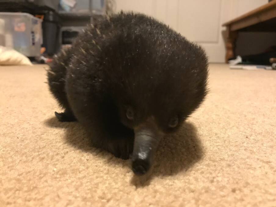 One magical puggle: WIRES rescue baby echidna