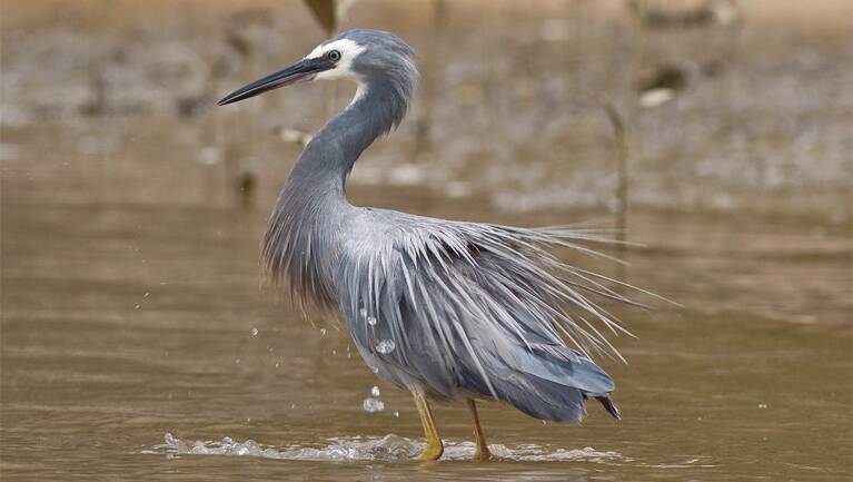 HIGH HOPES: An unrelated, mature white-faced heron. Photo credit: NPWS.