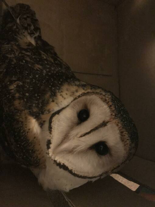 Who's this mysterious stranger? A Masked Owl, who was hit by a car.