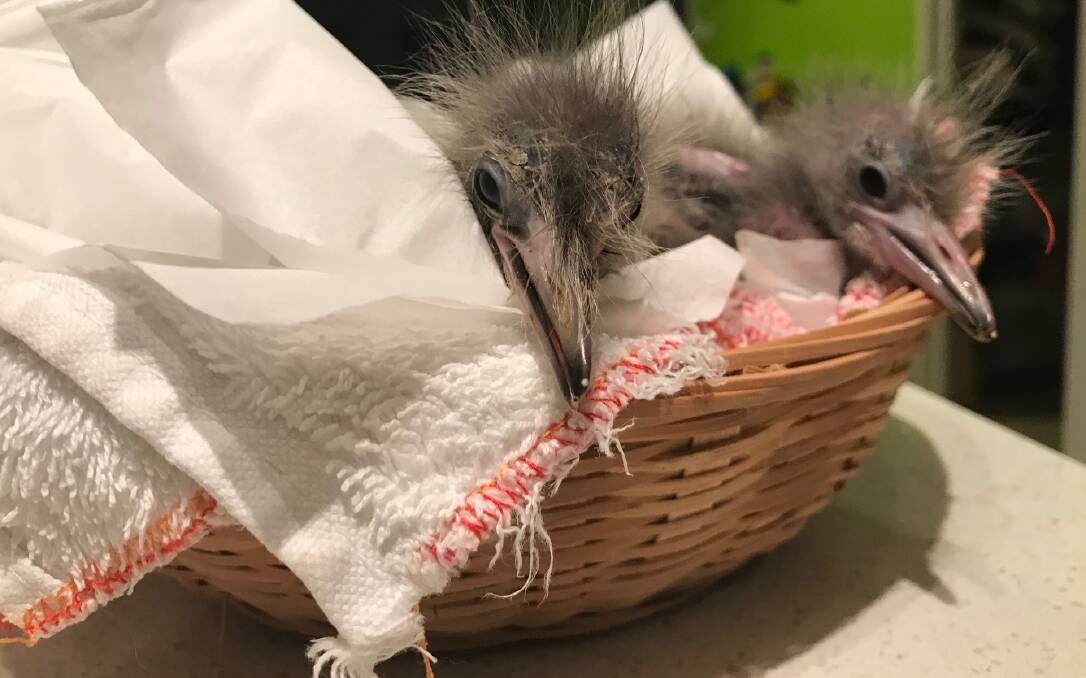 DOUBLE TROUBLE: Spike and Spikette could share a wicker 'nest' at one week old, but have since outgrown it.
