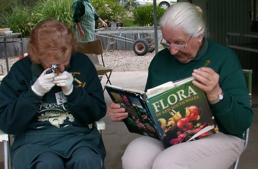 HARD AT IT: Helen Rees and Audrey Maher identifying a specimen as part of their work as volunteer plant propagators, 2007.