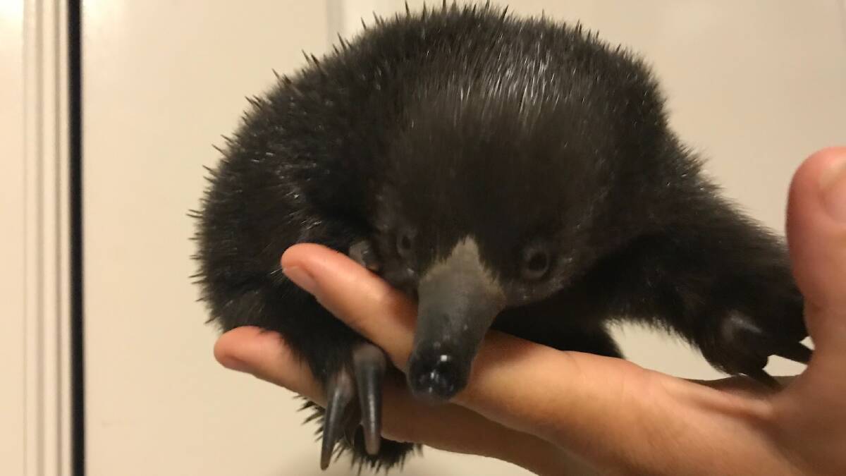 One magical puggle: WIRES rescue baby echidna