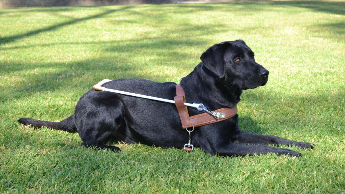 GOOD BOY: Guide Dogs Australia Ambassador Alfie.