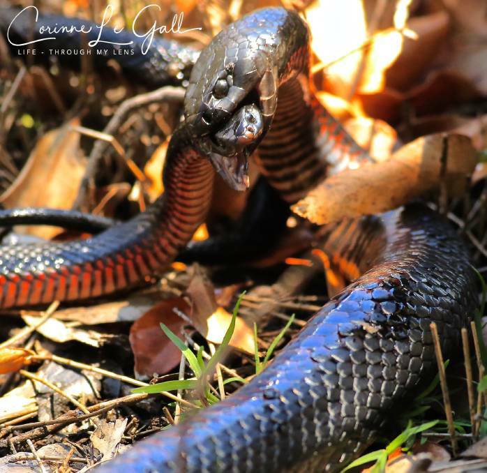 Red-bellied black snakes, along with brown snakes, are common on the Far South Coast. PHOTO CREDIT: Corinne Le Gall.