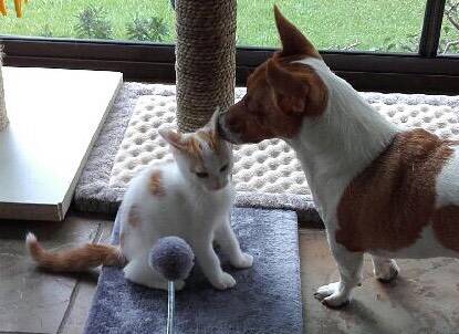 BEST BUDDIES: Ralph gives adopted brother Chester the lick of approval.