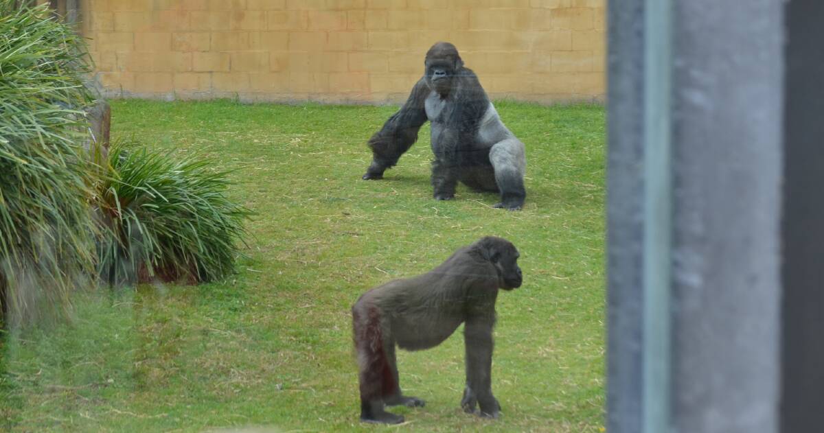 Gorillas at Mogo Zoo.