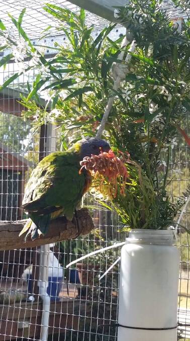 Uno the rainbow lorikeet is thriving in care. Photo: Sandy Collins.