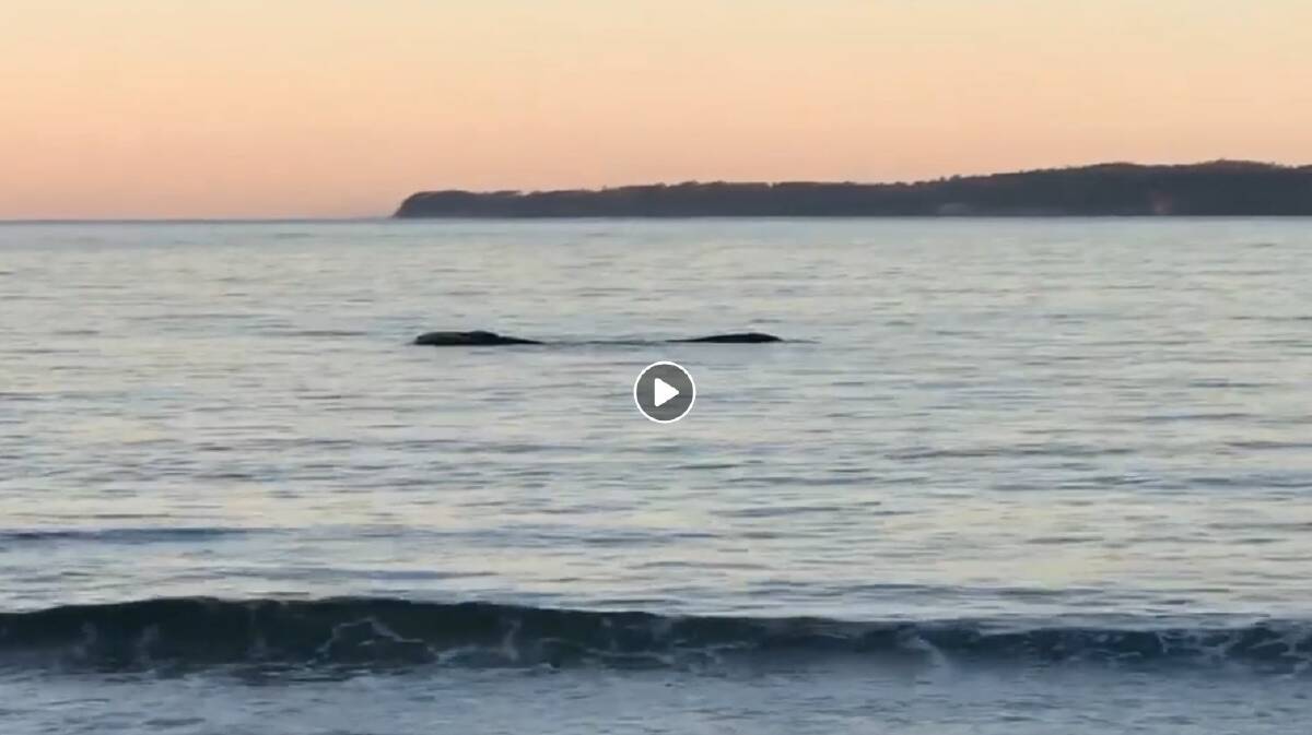WHALE OF A TIME: Reader Kaliegh Smerdon captured footage of the whales at Long Beach.