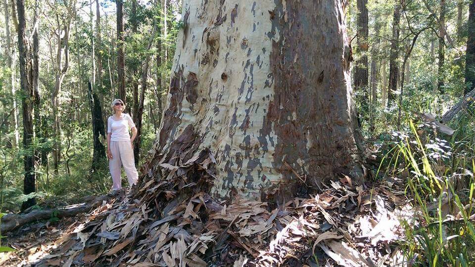 A South Durras resident appreciating the old growth forest in the area.