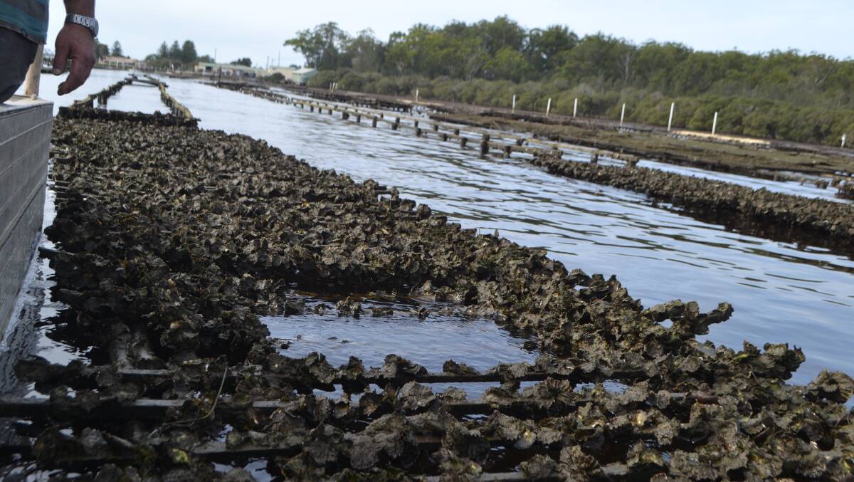INDUSTRY CONCERN: Oyster investors, growers and marketers are concerned about the impact of the Eurobodalla Shire Council's Rural Lands Strategy on their industry.