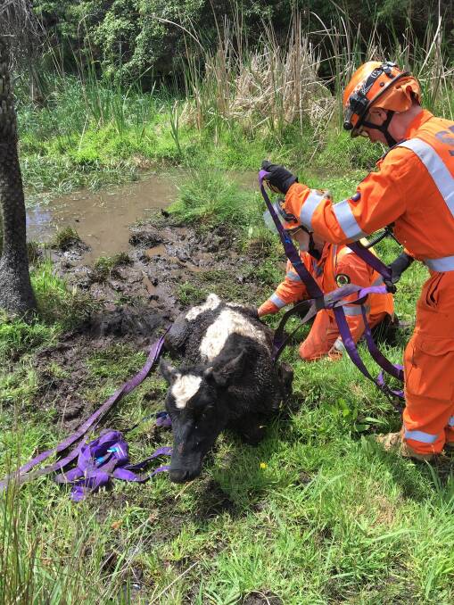 The SES used a combination of slings and muscles to haul the 200kg calf from the quagmire.