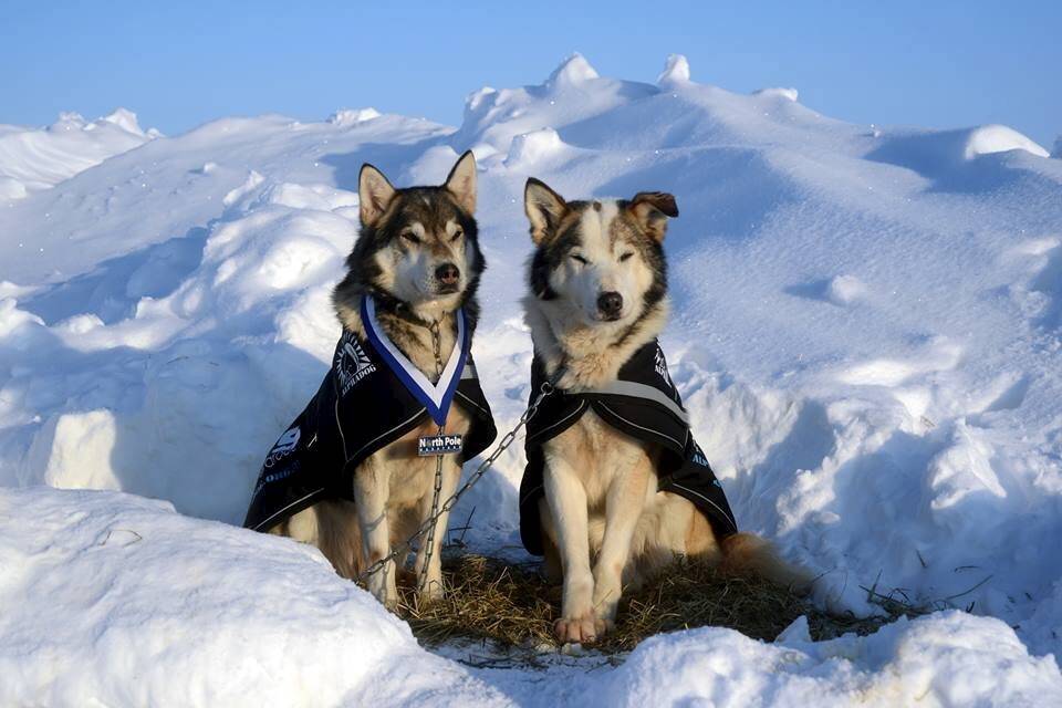 Marcus Fillinger's huskies after the North Pole Marathon. Bernensen, wearing a finishing medal, with Baldvin, who developed kennel cough. Photo: Marcus Fillinger