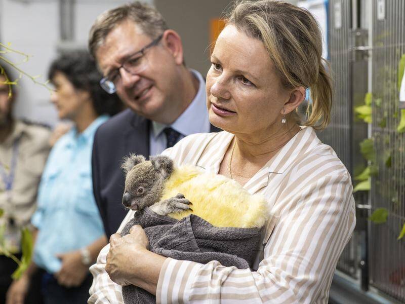 Sussan Ley has added koalas to those species being assessed for nomination as threatened.