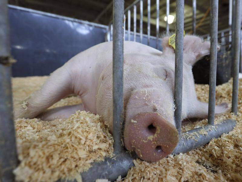 African Swine fever threatens to wipe out Australia's multi-billion dollar pork industry.