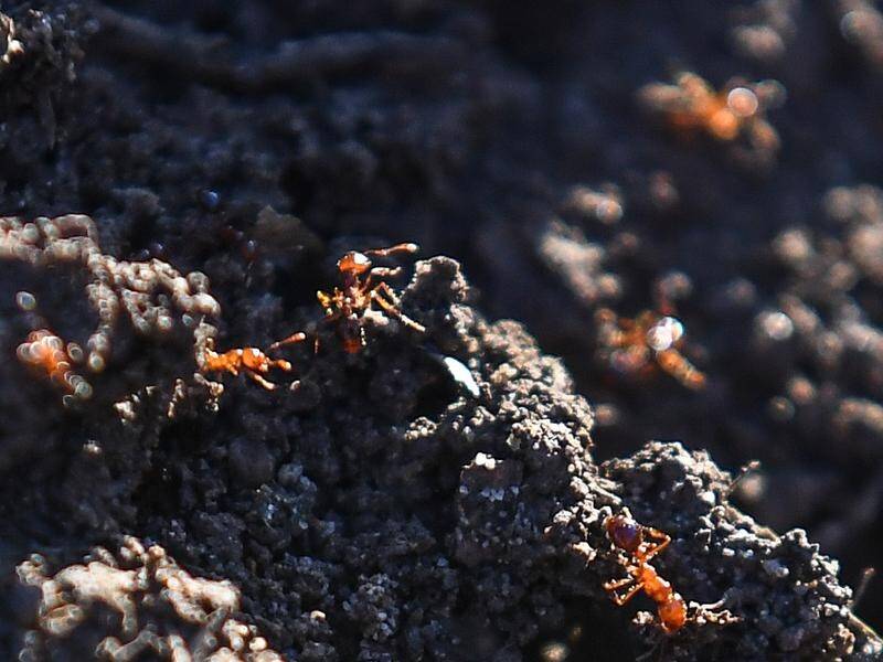 The fight is on to prevent the spread of fire ants from Queensland to NSW. (Jono Searle/AAP PHOTOS)