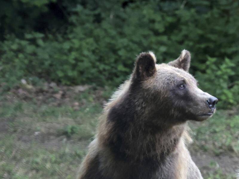 A bear has been shot dead in Slovakia following an incident in which several people were hurt. (AP PHOTO)