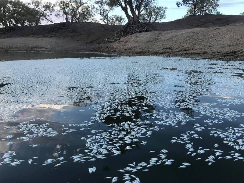 The NSW government says there could be more mass fish death as temperatures fluctuate.