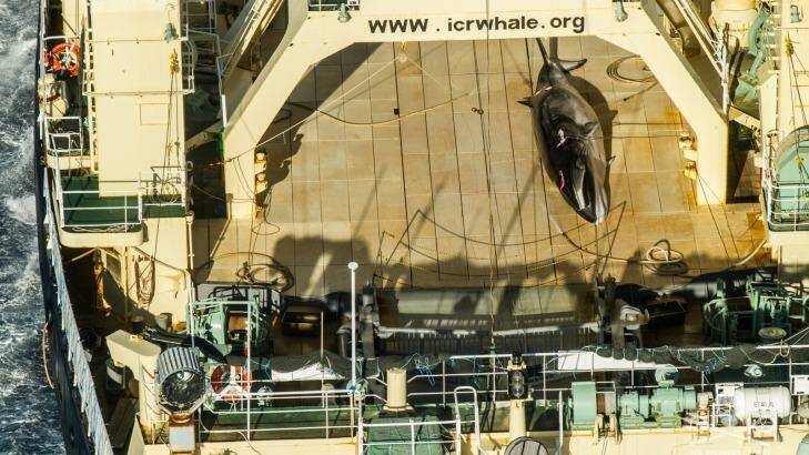 Japan's giant abattoir ship Nisshin Maru with a minke whale on the deck. Photo: Sea Shepherd