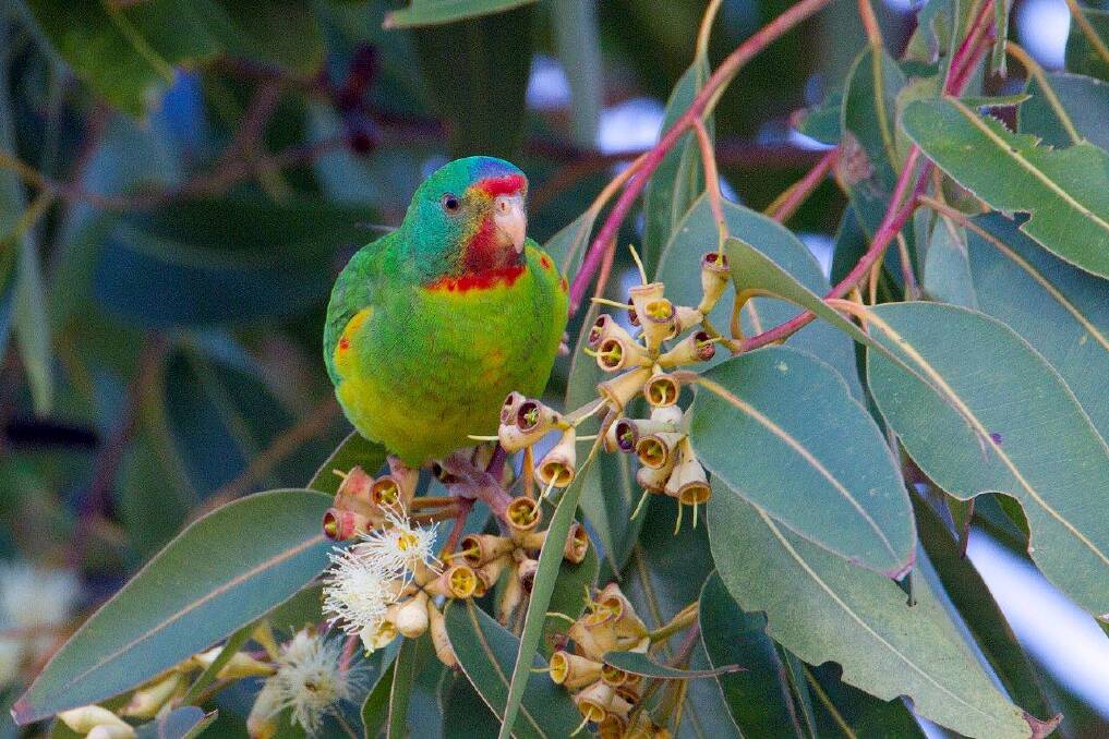 Birdwatchers are spending up to $1.1 million a year in the region, according to Birdlife Australia. The main drawcard: the endangered Swift parrot. Photo: Nevil Lazarus.