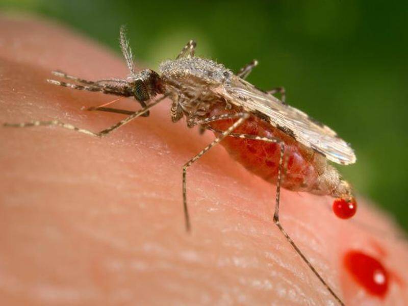 More than 627,000 people globally were killed by malaria last year compared with 558,000 in 2019.