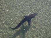 Shark swims into Dalmeny Lake: Photos