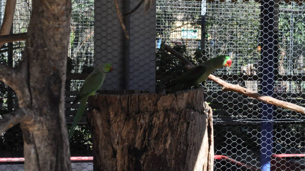 WHAT A BOY: An unnamed ringneck parrot, left, has taken to feeding a grieving bird of a different feather, Georgette, the Alexandrine parrot, at Birdland.
