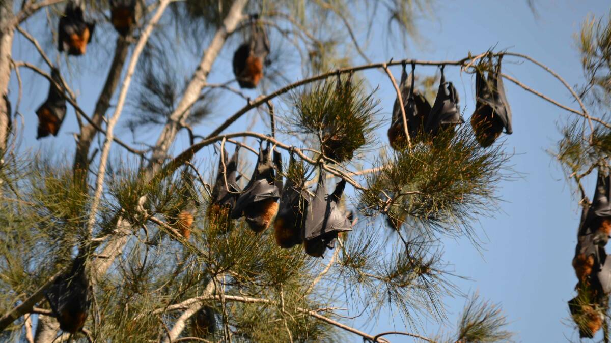 OLD FRIENDS: The Batemans Bay Water Garden is once again home to thousands of grey-headed flying foxes.