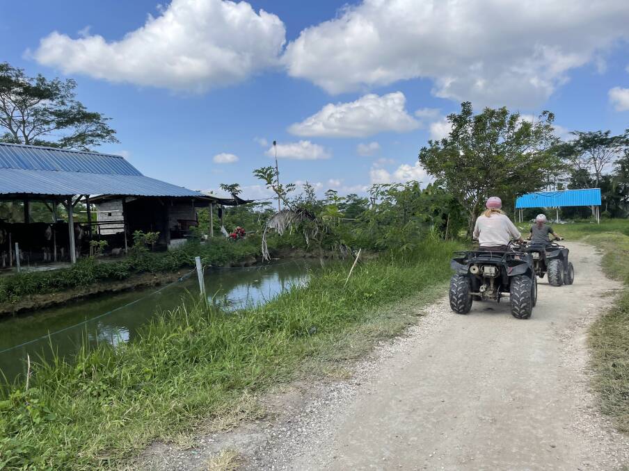 Tourists on quad bikes pass cattle sheltering near Ubud in Bali. Picture: Donna Page