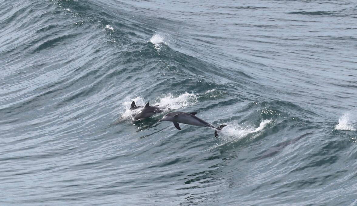 Surf's up: Bottlenose dolphins spotted enjoying the autumnal weather off Newcastle Beach. Pictures: Peter Lorimer