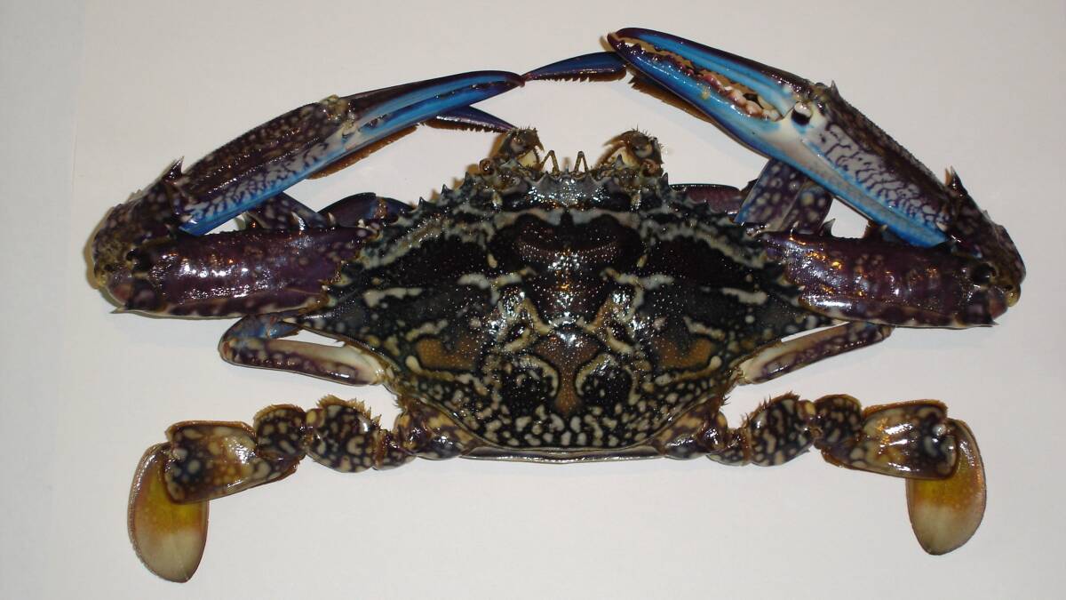 The blue swimmer crab. Photo: Daniel Johnson.