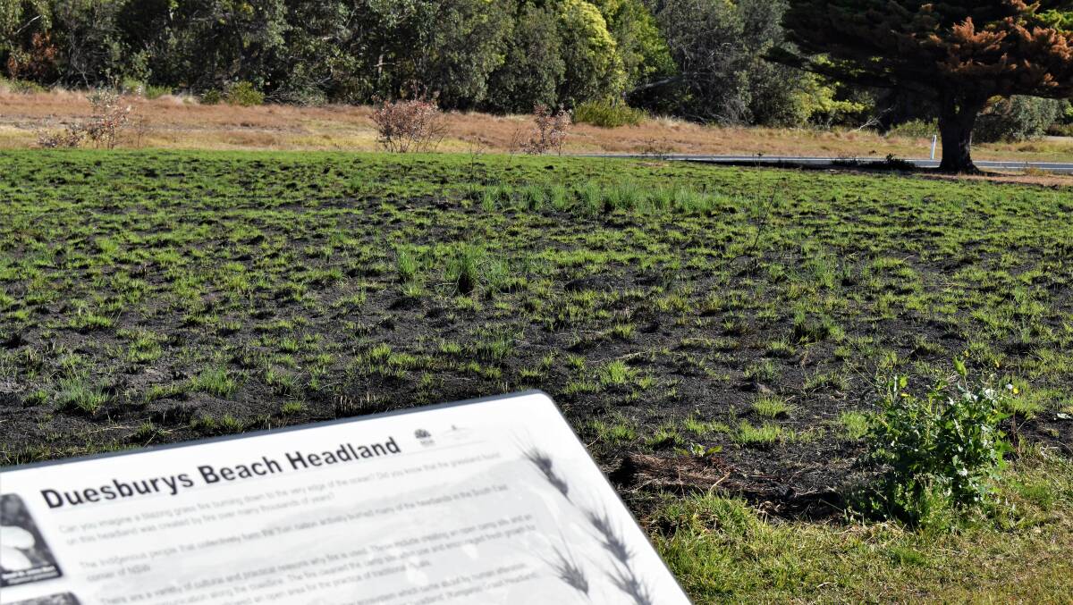 Themeda, or kangaroo grass, is reshooting after management burns a month ago. Themeda grassland communities on headlands are recognised as endangered, and traditional management techniques are helping to protect and conserve them.