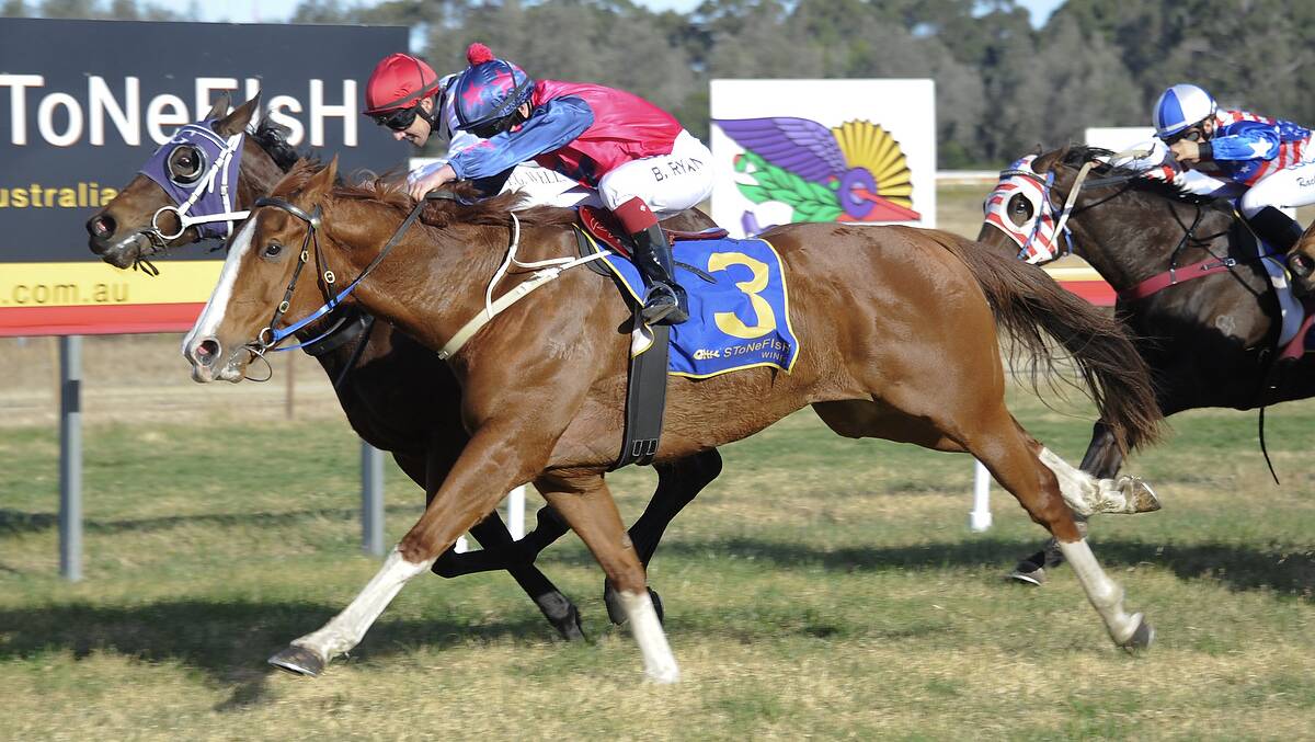 CRUNCH FINISH: Chesnut Malachi Crunch, trained by Moruya's Natalie Jarvis, makes his move on the outside.